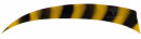 BP Feder 4" Shield RW, barred bar.orange/gelb